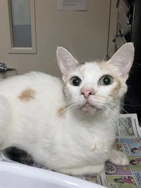 Penny - Domestic Short Hair