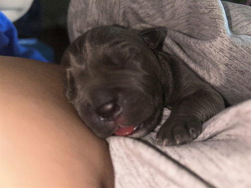 Tater Tot