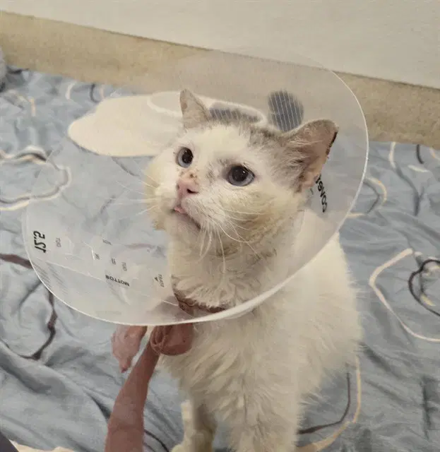Scrump - Domestic Short Hair
