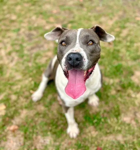 Helena - Pit Bull Terrier