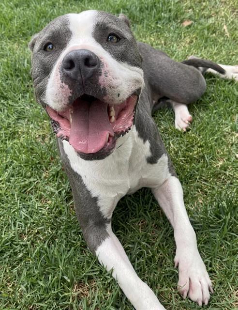 BELLA