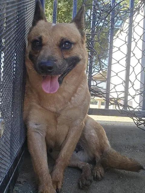 Rosey - Australian Cattle Dog/Blue Heeler
