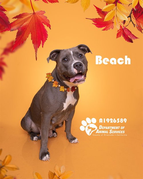 picture of the dog needing adoption