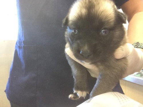 A1926963, an adoptable Pug in Riverside, CA