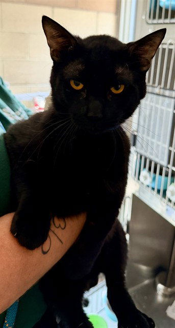Bagheera