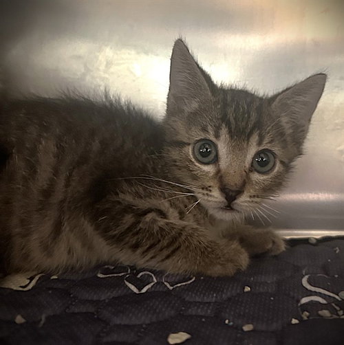picture of the cat needing adoption