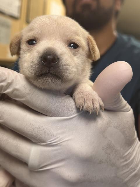 Biscuit