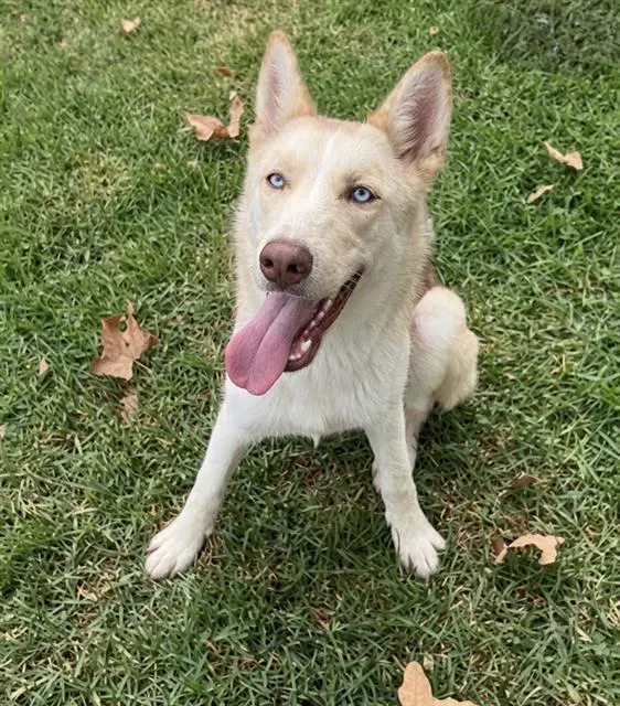 Raneera - Siberian Husky