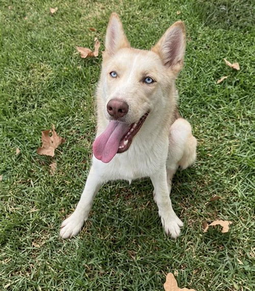 picture of the dog needing adoption