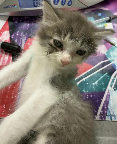 picture of the cat needing adoption