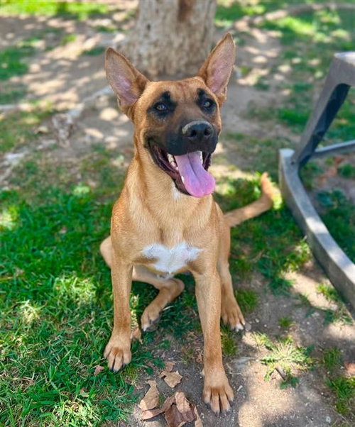 picture of the dog needing adoption