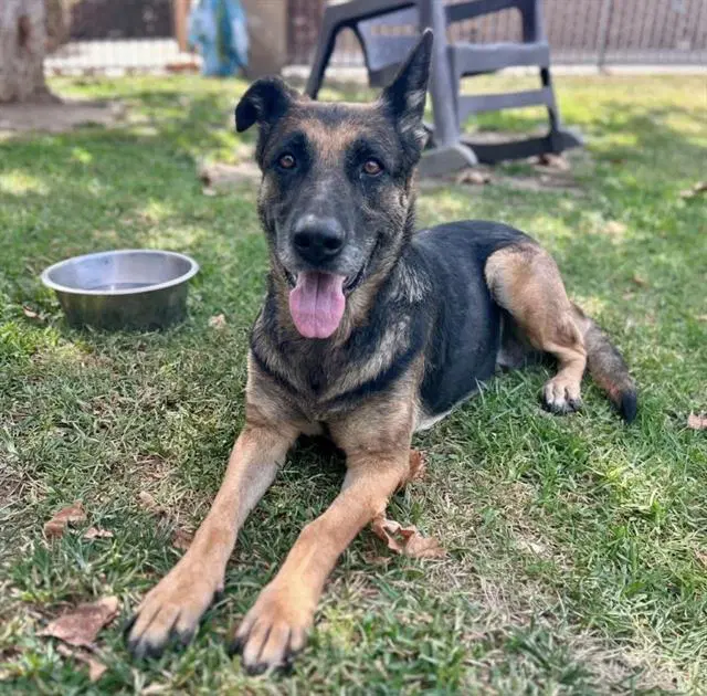 Peaches - German Shepherd Dog