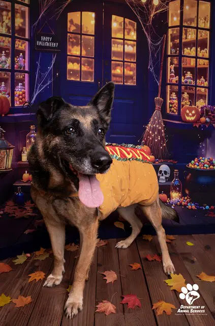 Peaches - German Shepherd Dog