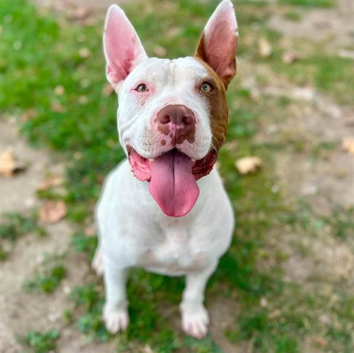 picture of the dog needing adoption