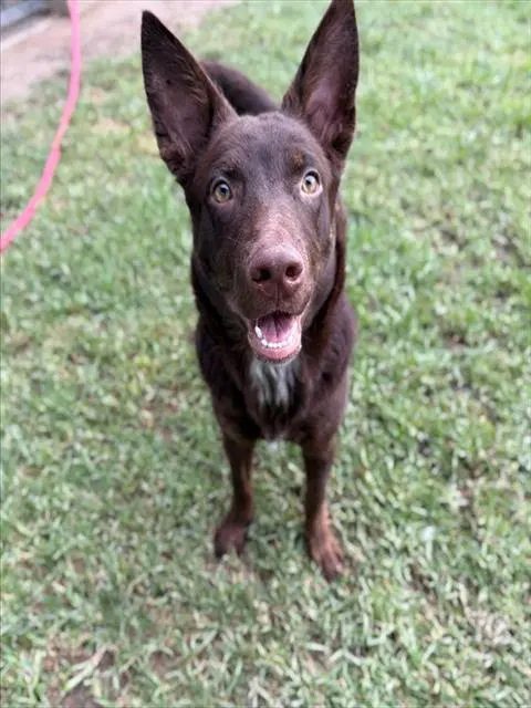Rocky - Australian Kelpie