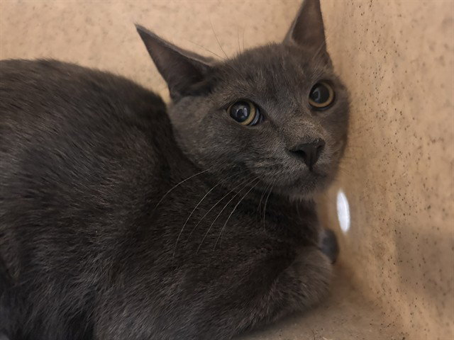 GRAYSON Image