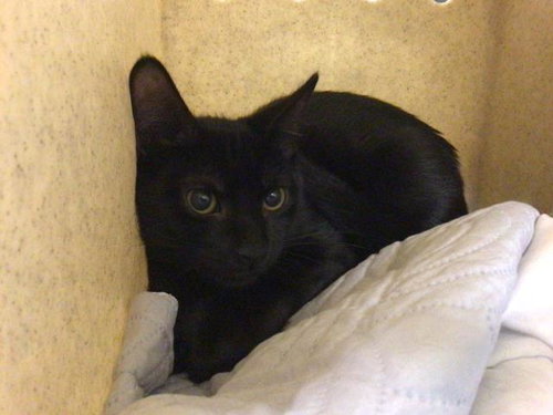 SIX - Domestic Short Hair available for adoption