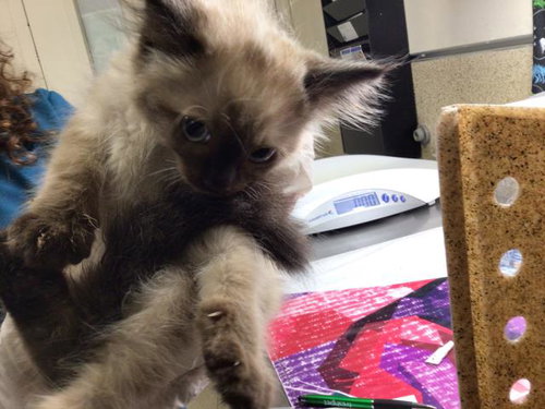picture of the cat needing adoption