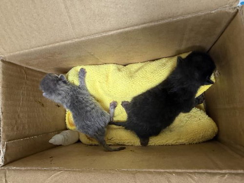picture of the cat needing adoption
