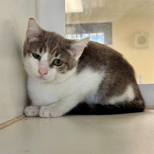 picture of the cat needing adoption