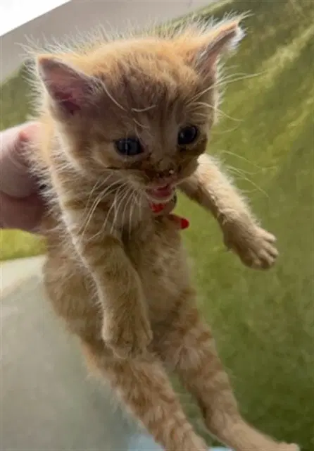 Cody - Domestic Short Hair
