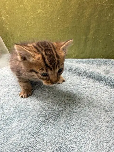 Unknown - Domestic Short Hair