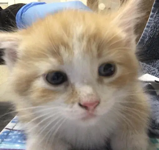 Leo - Domestic Short Hair