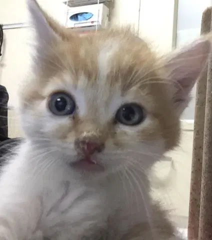 Luna - Domestic Short Hair