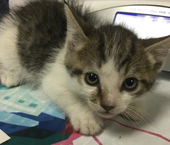 Paul - Domestic Short Hair