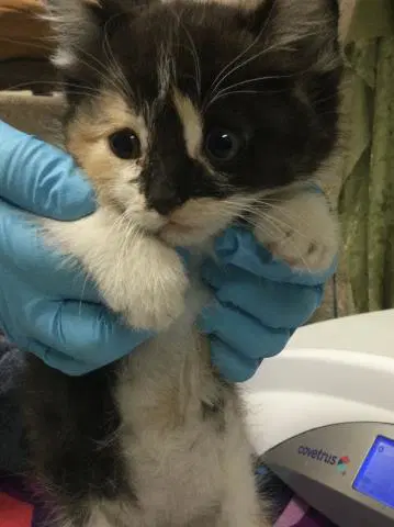 Kelly - Domestic Short Hair