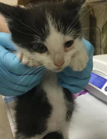 Tom - Domestic Short Hair