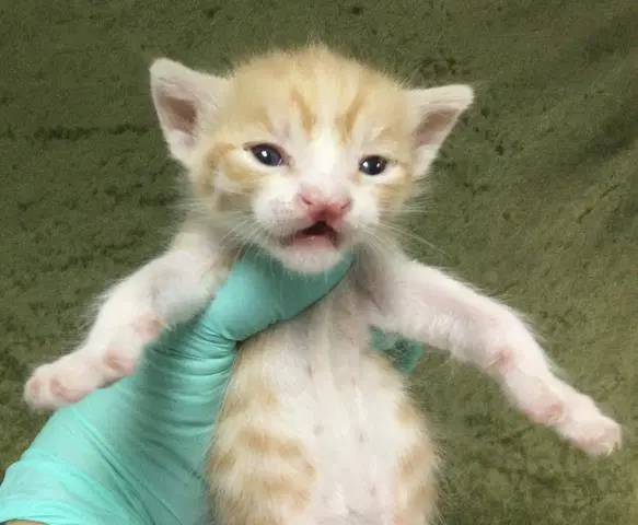 Darwin - Domestic Short Hair