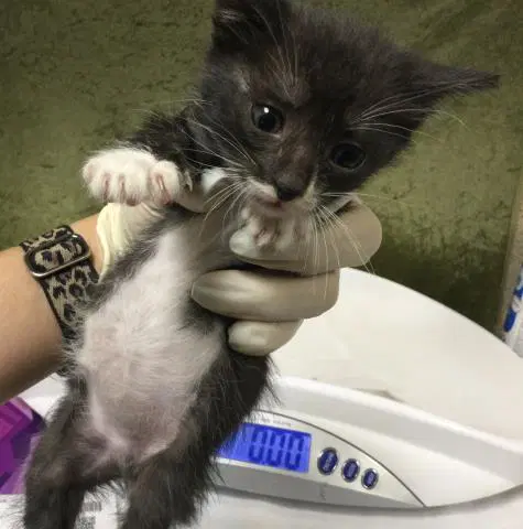 Chia - Domestic Short Hair