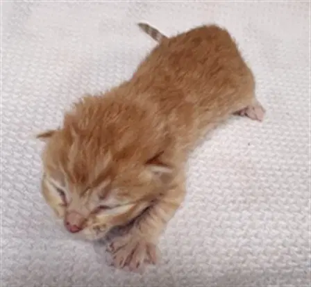 Pumpkin - Domestic Short Hair