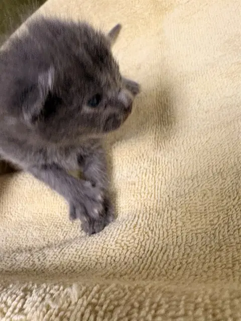 Angel - Domestic Short Hair
