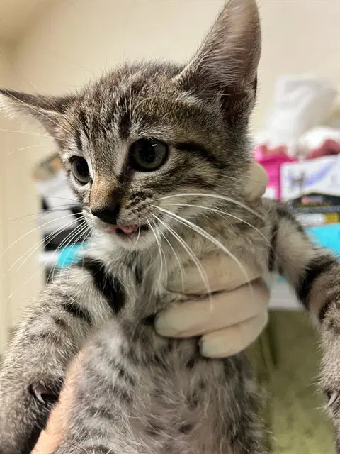 Tulip - Domestic Medium Hair