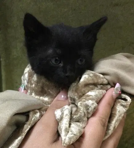 Lilly - Domestic Short Hair