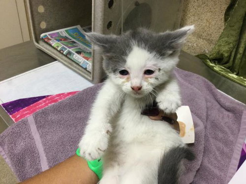 picture of the cat needing adoption