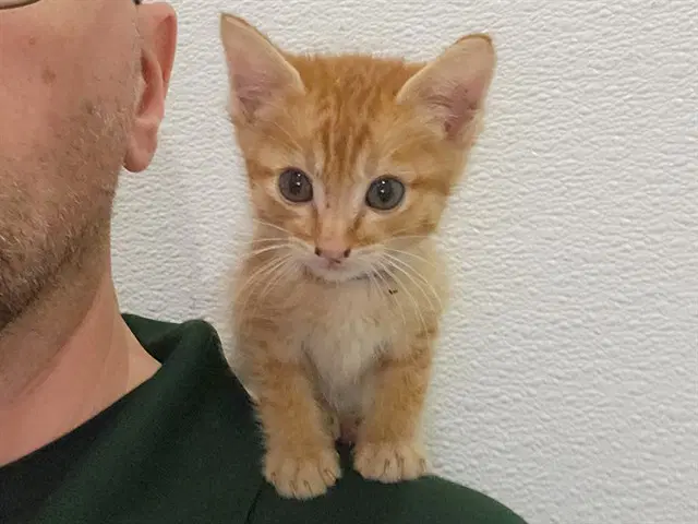 Yoda - Domestic Short Hair