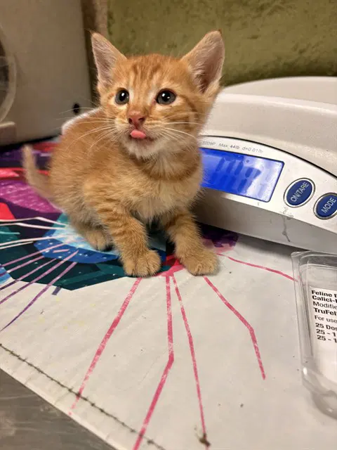 Kobe - Domestic Short Hair