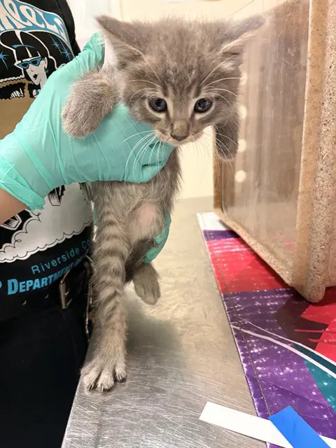Pauli - Domestic Short Hair