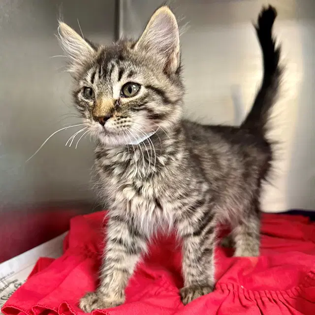 Bella - Domestic Short Hair