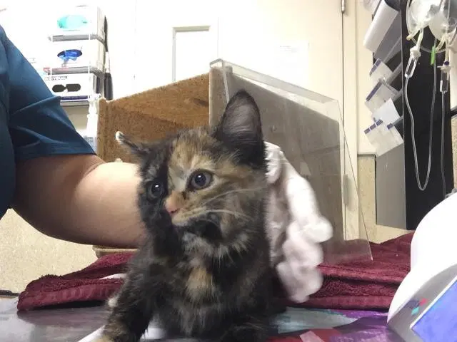 Chimera - Domestic Short Hair