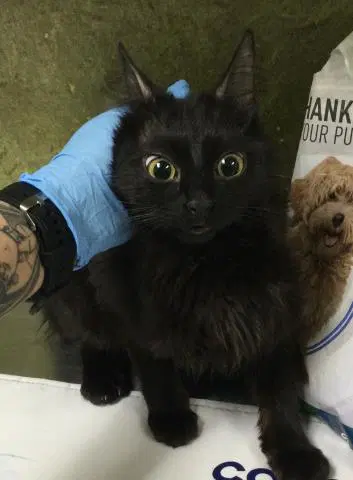 Unknown - Domestic Short Hair