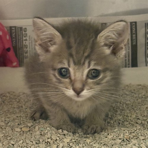CAPRICORN - Domestic Short Hair available for adoption