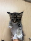 HUEY - Photo 1