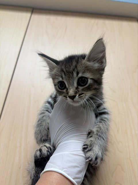 LOUIE Image