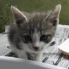 MOUSE - Photo 1