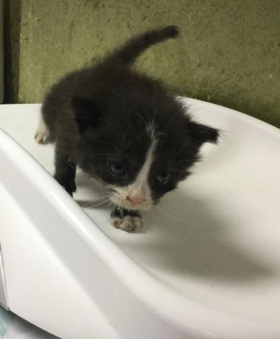 RONNIE - Domestic Short Hair available for adoption