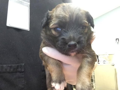 CUB - German Shepherd Dog available for adoption